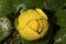 Yellow pond lily flower with water droplets in New Hampshire.