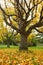 Yellow poplar in autumn park