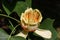 Yellow poplar - detail of the bloom