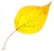 Yellow poplar leaf isolated