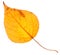 Yellow poplar leaf isolated