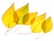 Yellow poplar leaves isolated