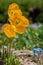 Yellow poppies