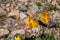 Yellow poppies