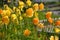 Yellow Poppies