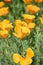 Yellow poppies. Green background. Orange flowers.