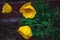 Yellow poppies in the raindrops texture background.