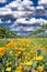 Yellow Poppies in a Texas Vineyard