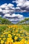 Yellow Poppies in a Texas Vineyard