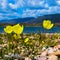 Yellow poppies. yellow poppy flowers in the wild. Papaver popovii Sipliv. The Poppy Family-Papaveraceae