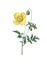 Yellow poppy | Antique Flower Illustrations