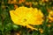 Yellow poppy close-up, Arctomecon merriamii springflower