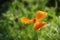 Yellow poppy flower