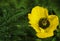 Yellow poppy flower on a green leaf background. A beautiful poppy blooms in the green grass. Soft focus. Close-up.