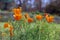 Yellow poppy in garden