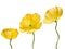 Yellow Poppy isolated on white