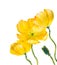 Yellow Poppy isolated on white