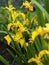Yellow popular fragrant iris flowers grow in the garden.Spring flower background