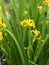 Yellow popular fragrant iris flowers grow in the garden.Spring flower background