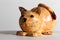 Yellow porcelain pottery cat with brown tipped ears.