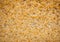 Yellow porous texture of natural shell stone wall