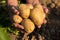 Yellow Potatoes On Hands Of Gardener On Potato Field In Sunny Da