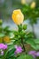 Yellow Potentilla flower, among the blurred background