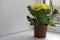 Yellow potted flower stands on the windowsill