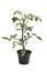 Yellow potted vegetable plant grafted tomato