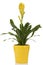 Yellow potted Vriesea bromeliad plant isolated on white