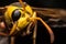 The yellow potter wasp