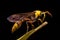 The yellow potter wasp