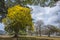 A yellow poui tree in bloom in Trinidad
