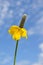 Yellow Prairie Coneflower (Mexican Hat)