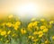 Yellow prairie flowers