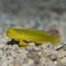 Yellow Prawn Goby