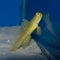 Yellow Prawn Goby Cryptocentrus cinctus