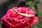 Yellow praying mantis catches prey on red rose flower
