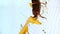 Yellow praying mantis is holding huge locust\'s head and eating it