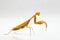 Yellow praying mantis  on white background