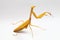 Yellow praying mantis  on white background