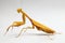 Yellow praying mantis  on white background