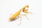 Yellow praying mantis  on white background