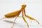 Yellow praying mantis  on white background