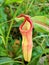 Yellow Predatory Carnivorous monkey cups plant, tropical pitcher plants ,Nepenthes mirabilis  with soft selective focus ,macro