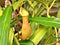 Yellow Predatory Carnivorous monkey cups plant, tropical pitcher plants ,Nepenthes mirabilis  with soft selective focus ,macro