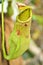 Yellow Predatory Carnivorous monkey cups plant, tropical pitcher plants ,Nepenthes mirabilis  with soft selective focus ,macro ima