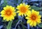 Yellow Pretty Gazania Daisy Tropical Flowers