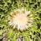 Yellow prickly flower