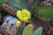 Yellow Prickly Pear Blossom, Wickenburg, Arizona